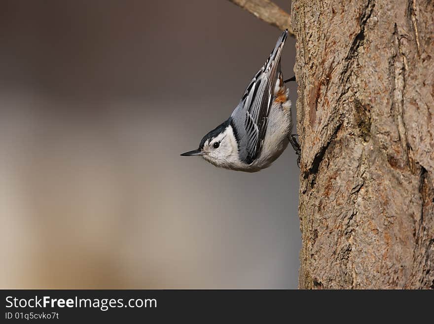 White-breasted Nuthatch (Sitta carolinensis carolinensis), male on a tree.