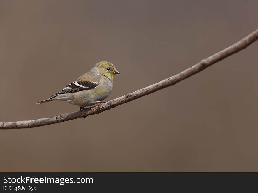 American Goldfinch (Carduelis tristis tristis)