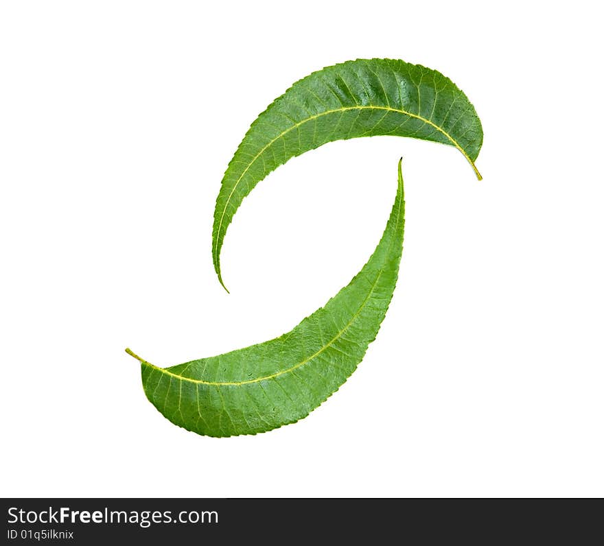 Leaves isolated on white background