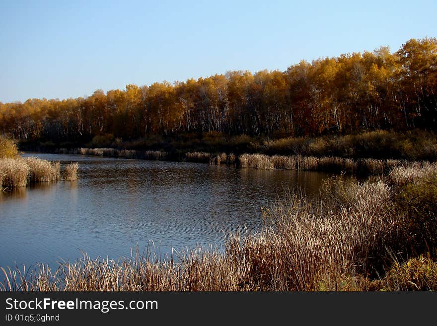 Autumn river