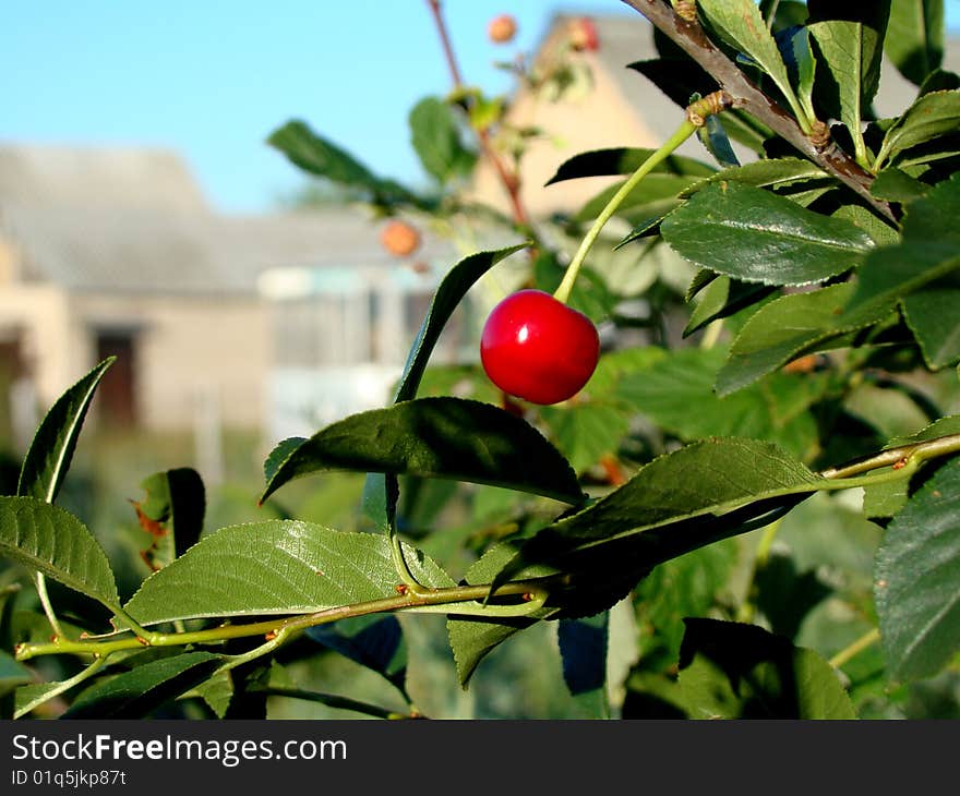 Red cherry over blue sky background