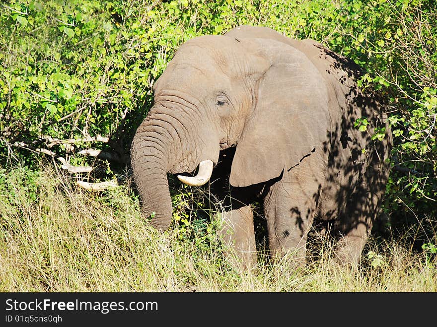 Mature elephant coming out of the bush. Mature elephant coming out of the bush