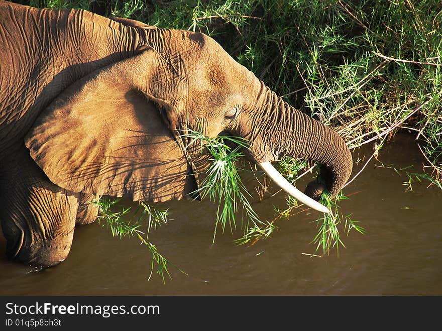 Mature African Elephant Feeding