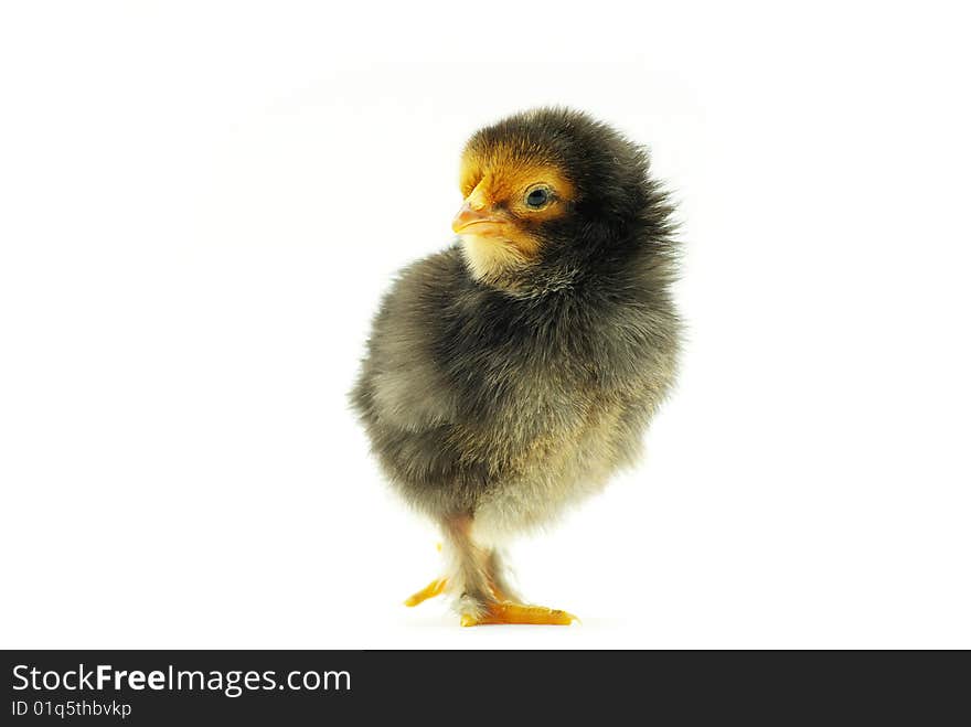 Cute little baby chicken isolated on white background