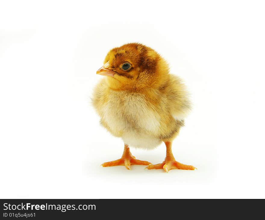 Cute little baby chicken isolated on white background