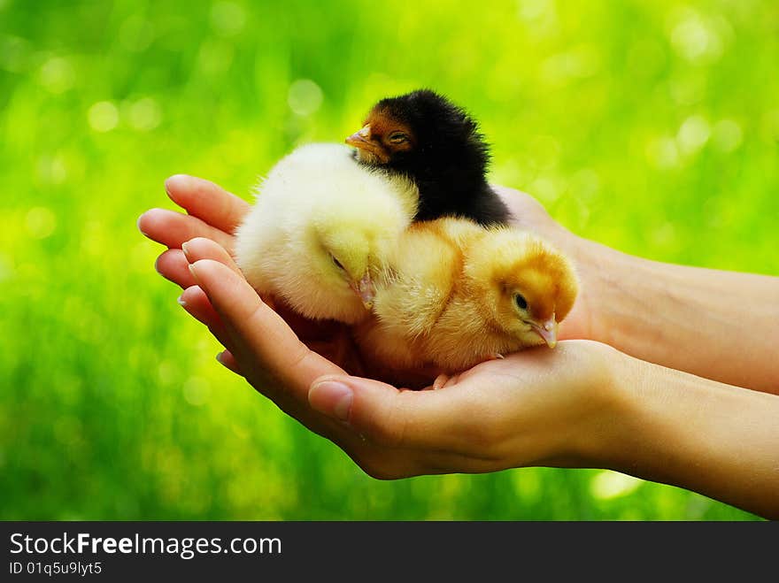 Hand hold caring for a small chicken. Hand hold caring for a small chicken