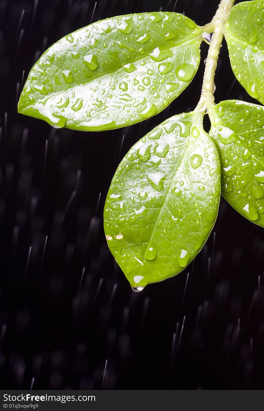 Fresh Water Drops on Green Plant Leaf. Fresh Water Drops on Green Plant Leaf