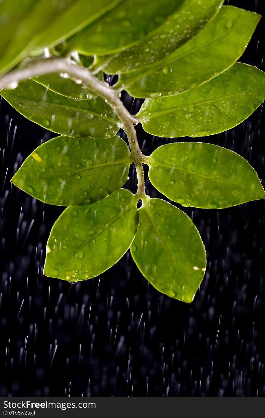 Fresh Water Drops on Green Plant Leaf. Fresh Water Drops on Green Plant Leaf