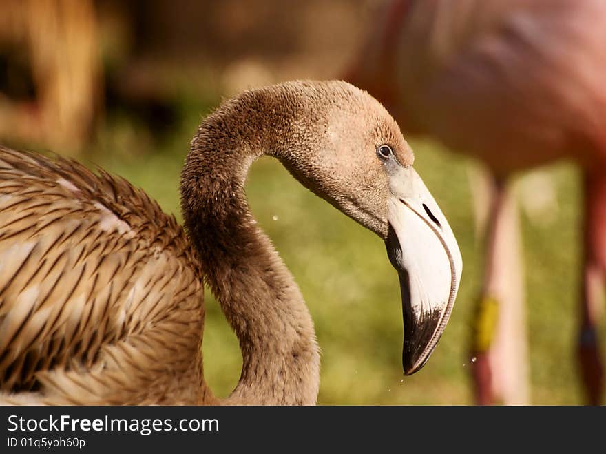 Captured this Flamingo on camera at The Pretoria Zoo. Captured this Flamingo on camera at The Pretoria Zoo.