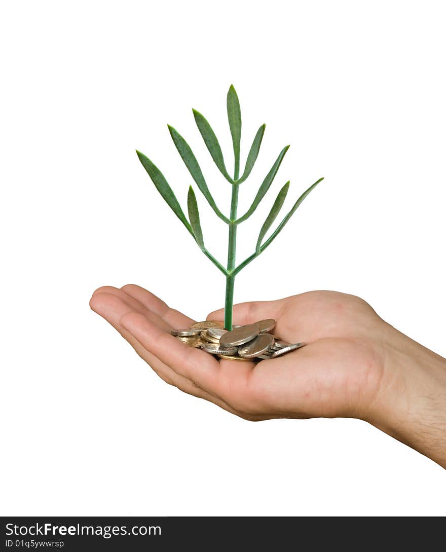 Hand with tree growing from pile of coins