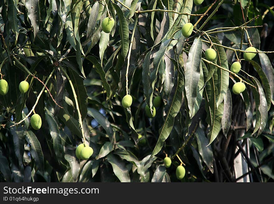 Green, unripe mango fruits hanging in a tree