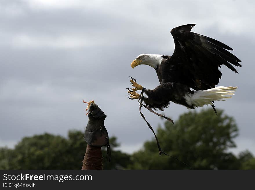 The flaying talons of an American Eagle about to strike it's target and take the bait from a gloved hand. The flaying talons of an American Eagle about to strike it's target and take the bait from a gloved hand