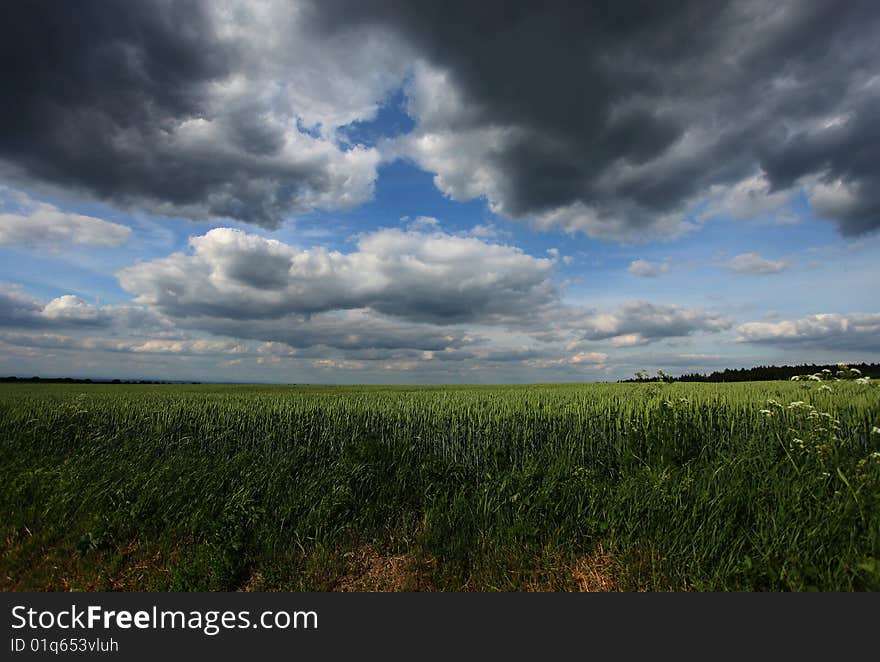 Square along wheat