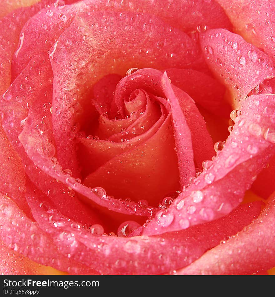 Drops on the pink rose.