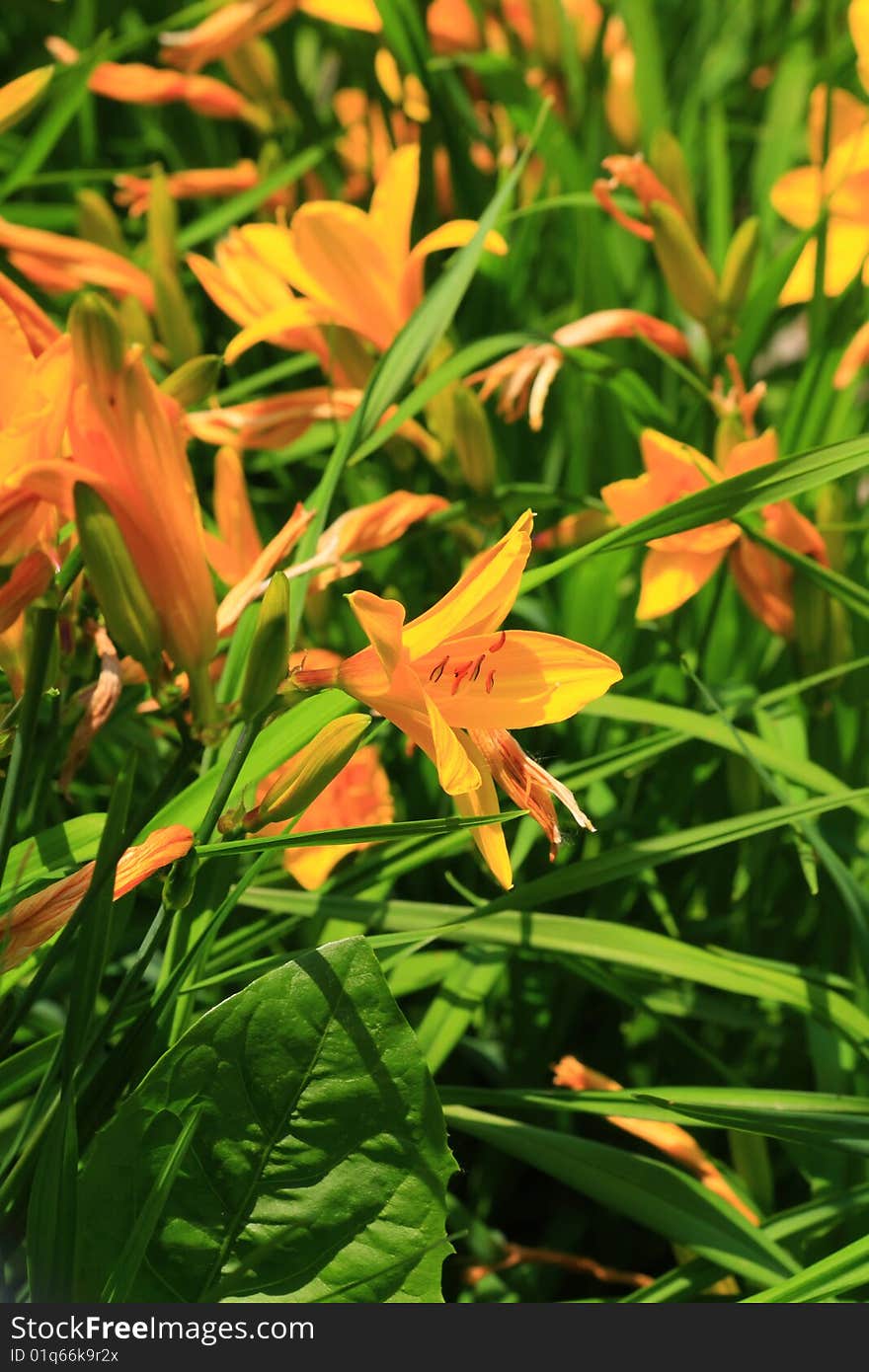 Close up of the yellow beautiful lily