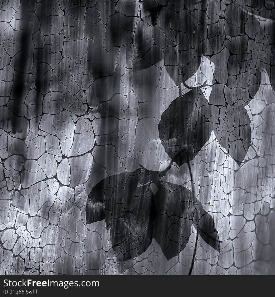 Shade leaf tree under glassware