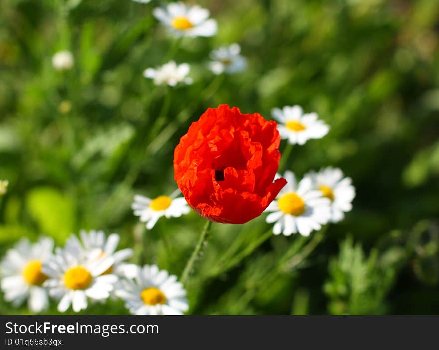 Red poppy