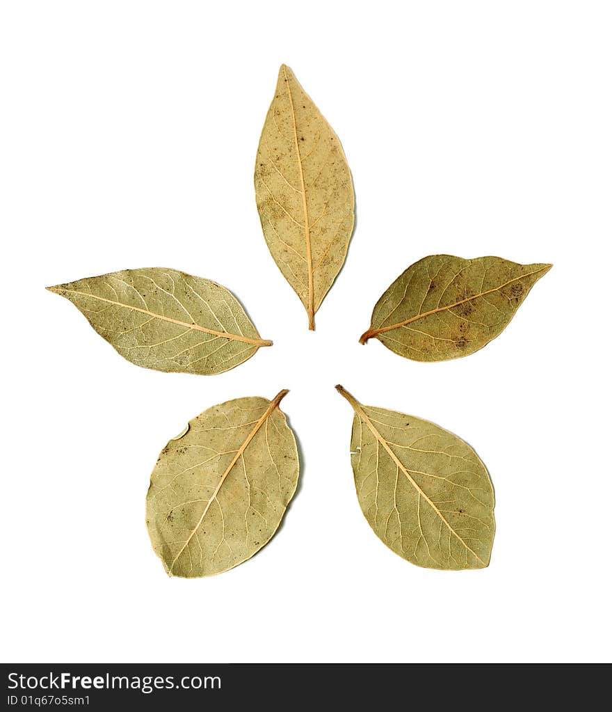 Laurel leaves