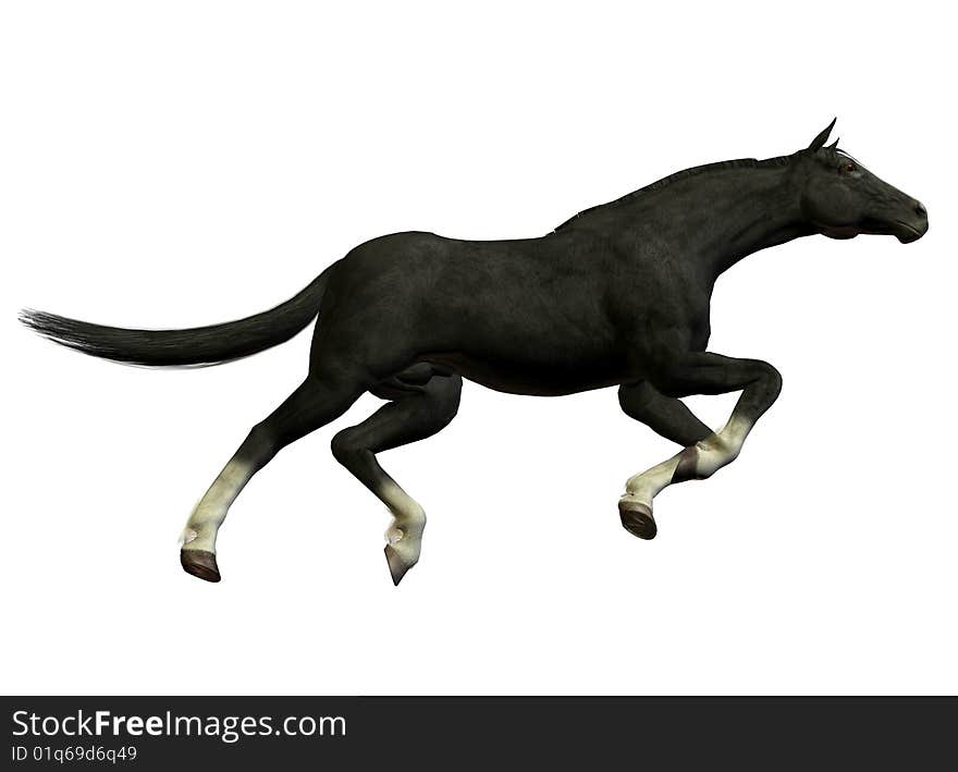 Black stallion running