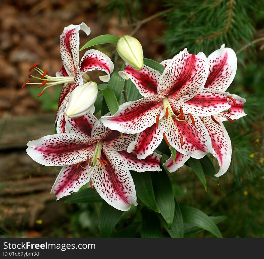 Nankeen Lily