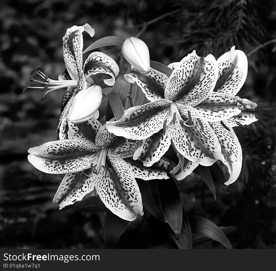 Nankeen lily