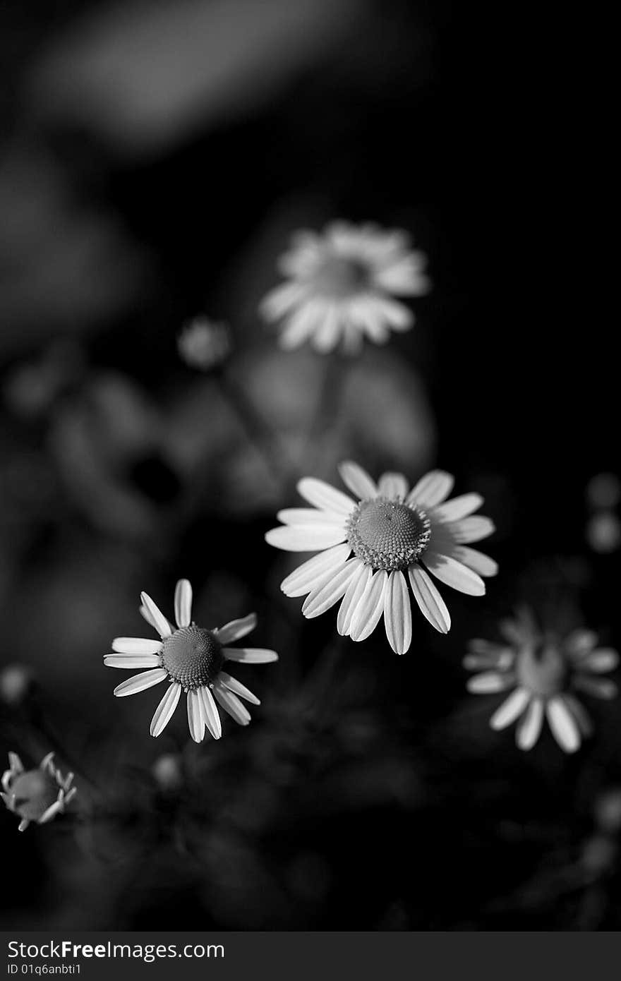 Camomile garden black and white photo