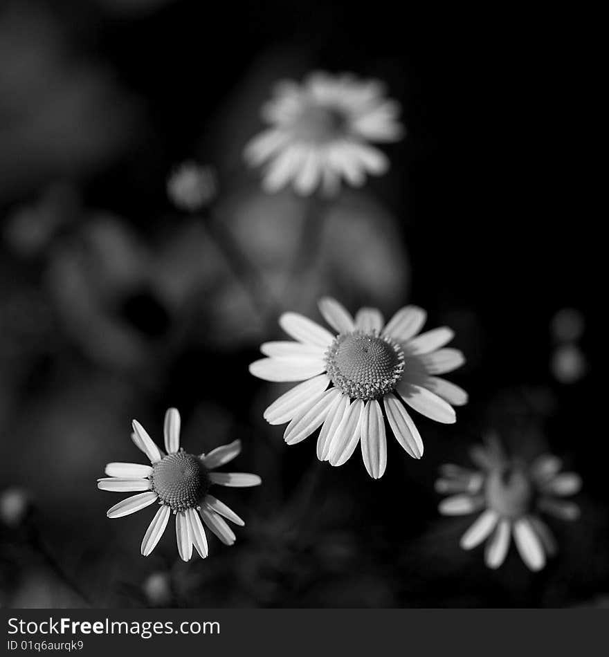 Camomile garden black and white photo