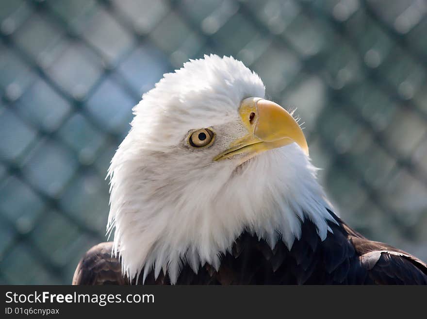 Beautiful American Bald Eagle