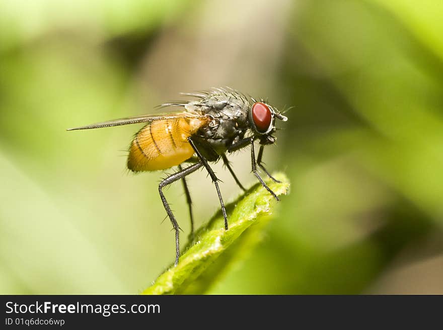 Extreme close-up of fly on a leaf