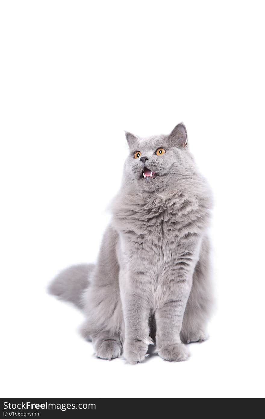 Excited british kitten isolated over white