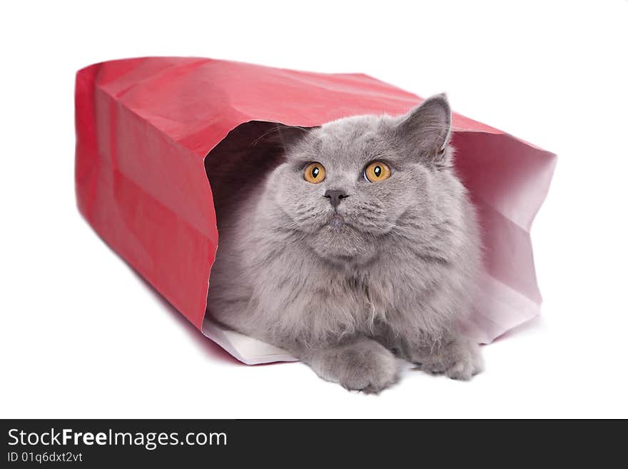 Cute British kitten in red bag isolated