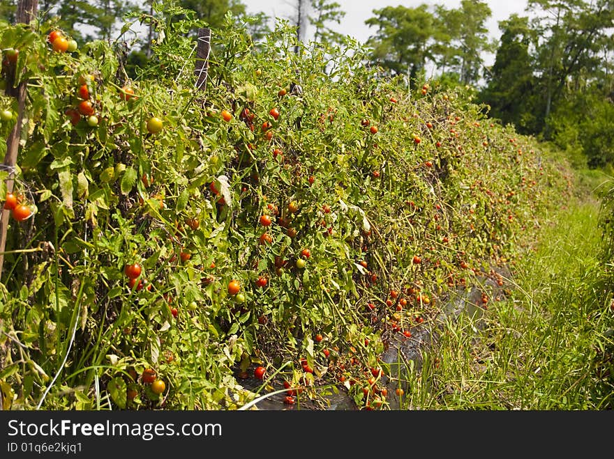 Row Of Tomatoes