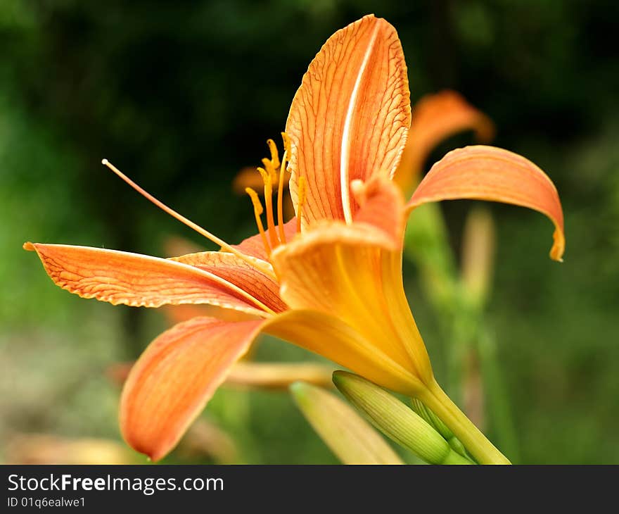 Colorful field lily from the garden, shallow depth of field