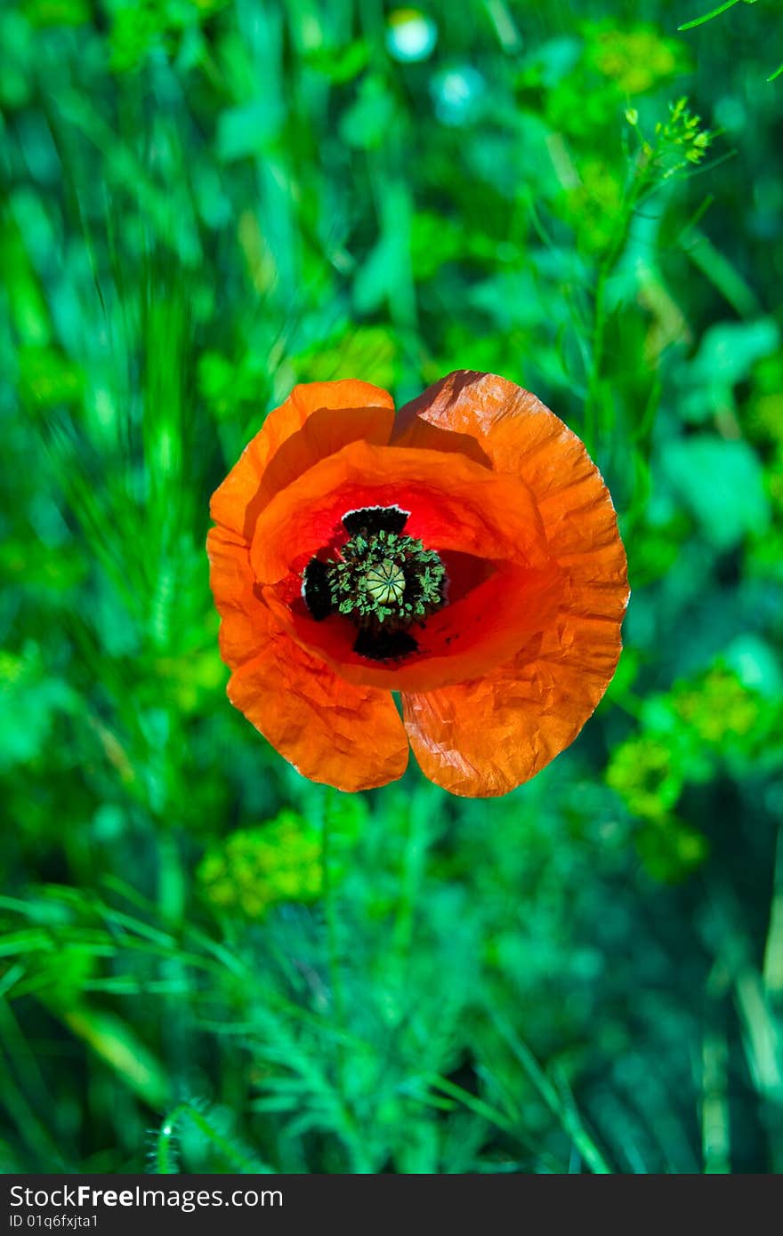 One beautiful red poppy on a natural dim background