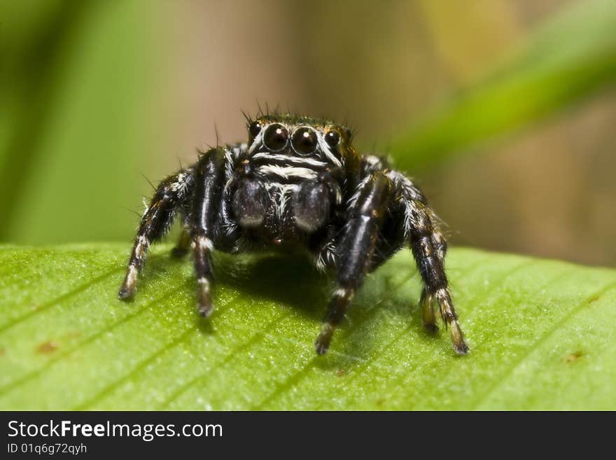 Female Wolf Spider Is Posing For A Portrait