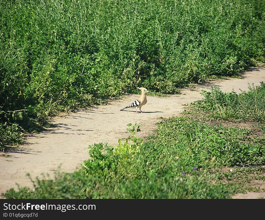 Little bustard at the road.