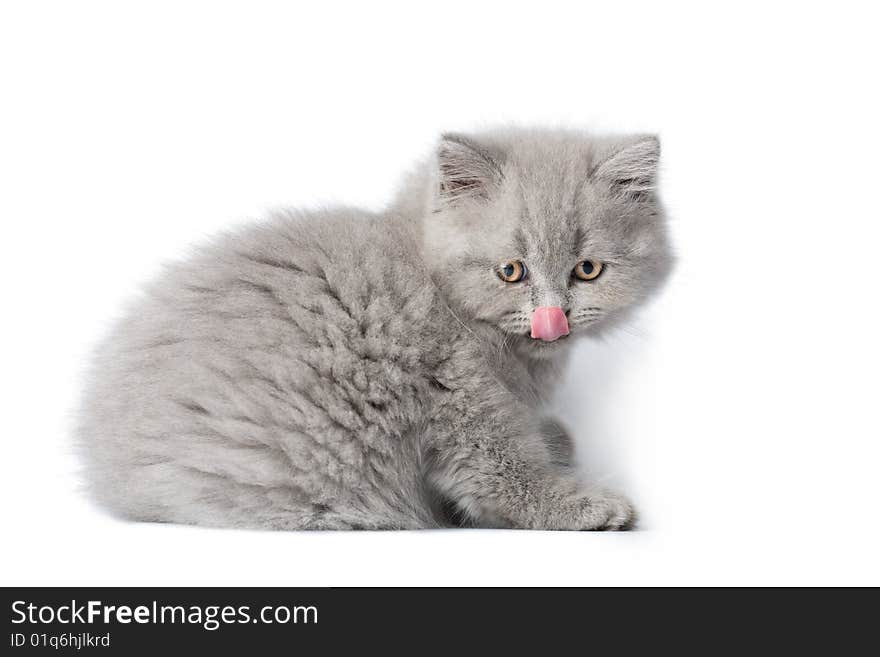 British kitten licking it's nose isolated over white