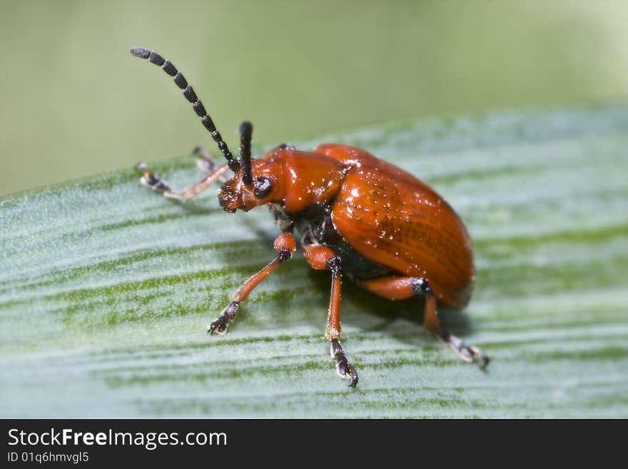 Red lily leaf beetle bug insect on green leafs