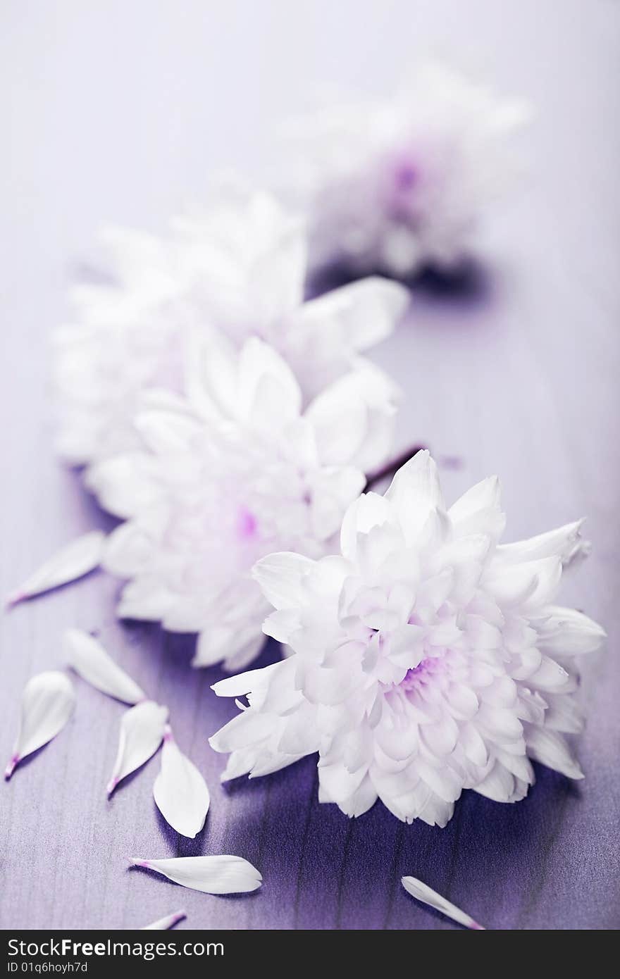 Macro shot of white flowers