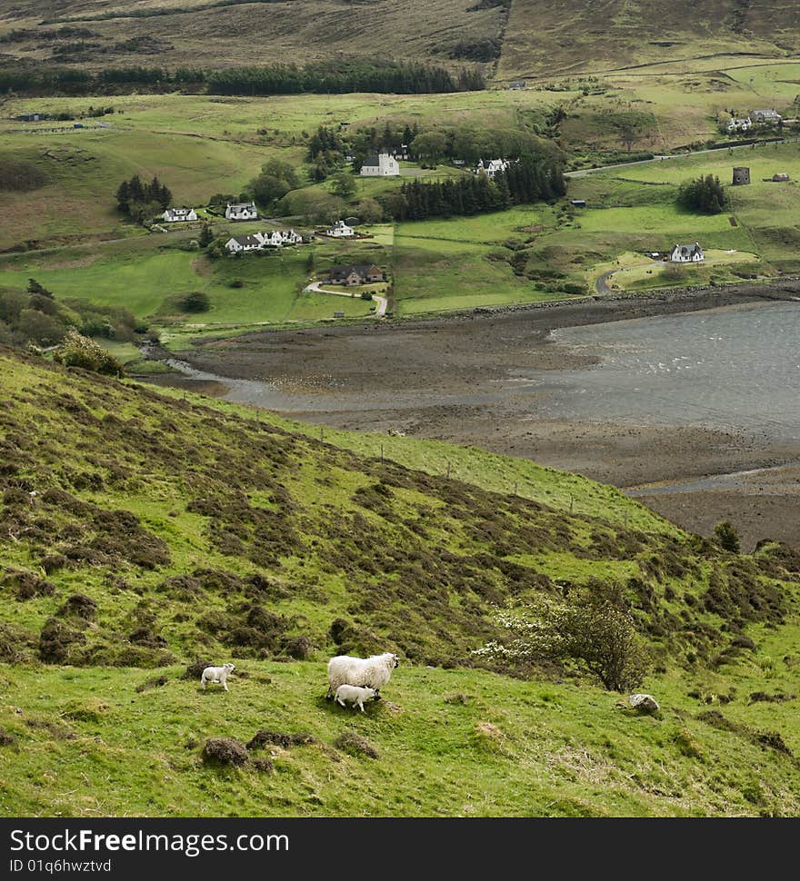 Sheep in a beatifull scottish landscape at the coast