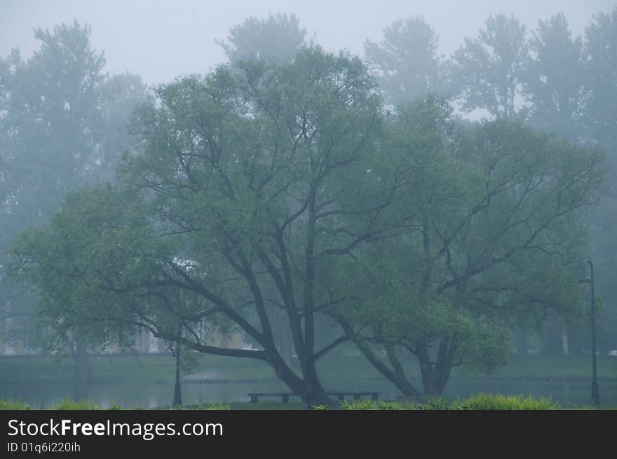 Mist in the park after the rain. Mist in the park after the rain