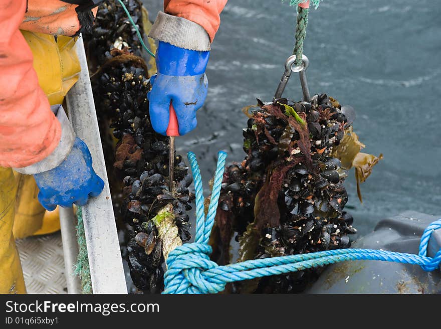 Mussel farmer cutting of mussels from the rope they where attached to on lake Slapin, Scotland