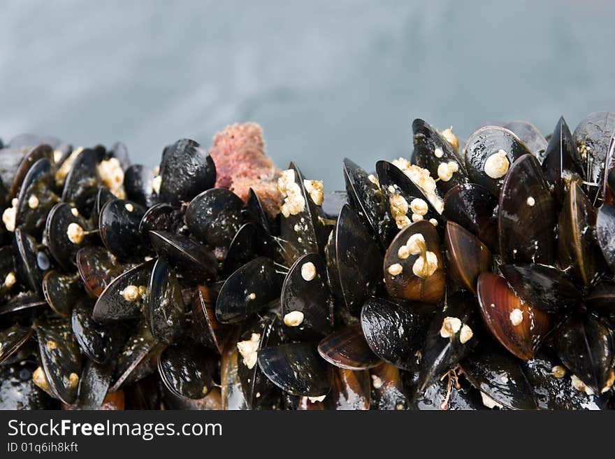 Mussels attached to a rope outdoors. Mussels attached to a rope outdoors