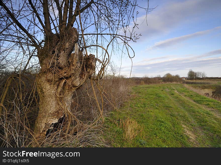 Old tree in the plain near the village