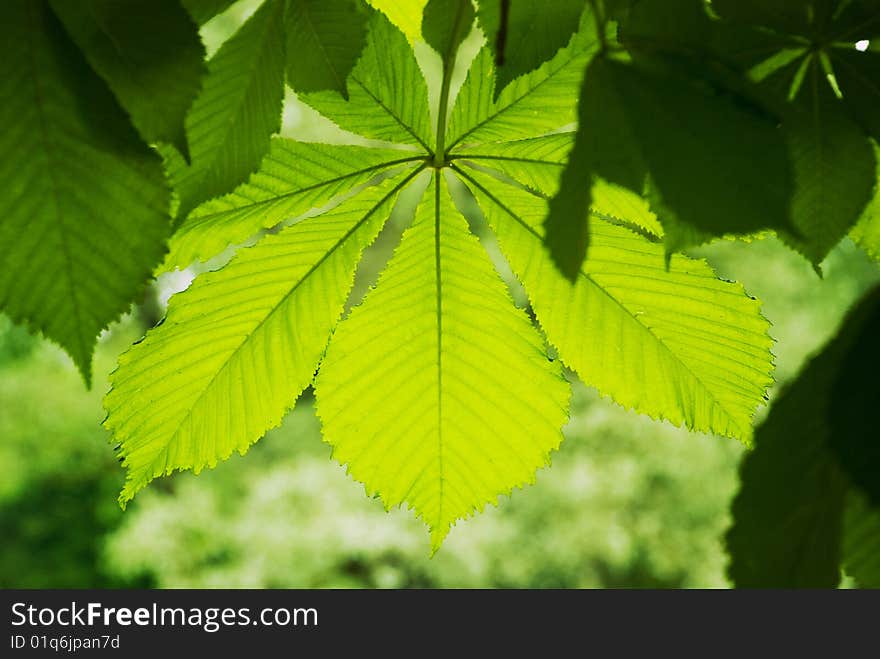 Chestnut leaf