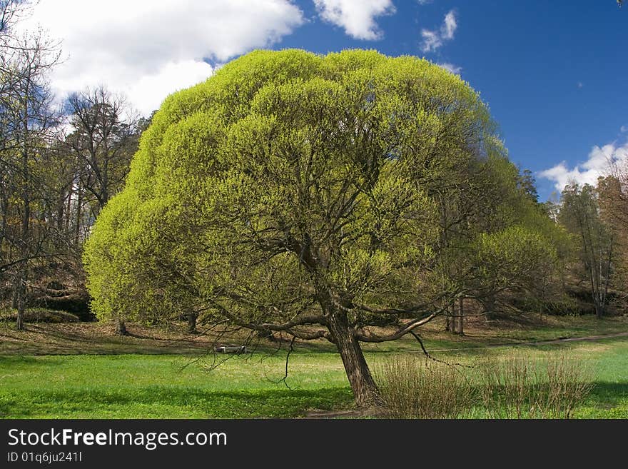 Springtime Tree