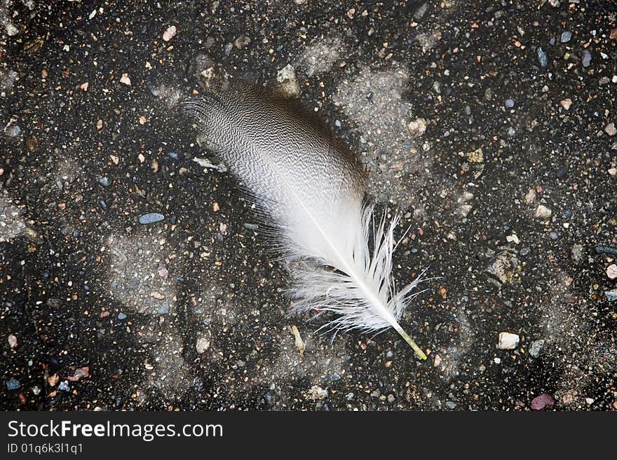 Feather of a bird on asphalt. Feather of a bird on asphalt