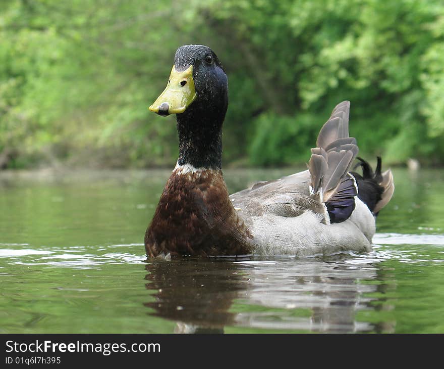 Sitting Duck