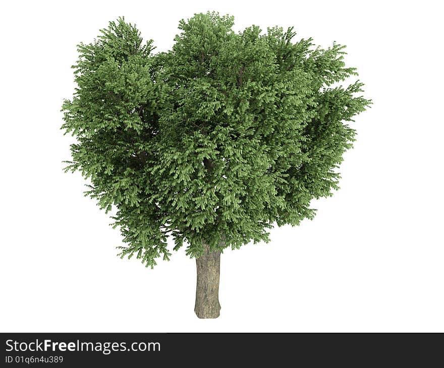 Rendered 3d isolated elm (Ulmus campestris). Rendered 3d isolated elm (Ulmus campestris)