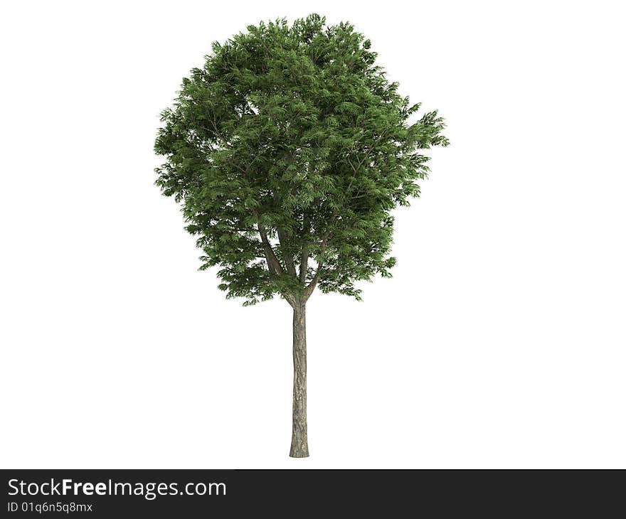 Rendered 3d isolated ash (Fraxinus). Rendered 3d isolated ash (Fraxinus)